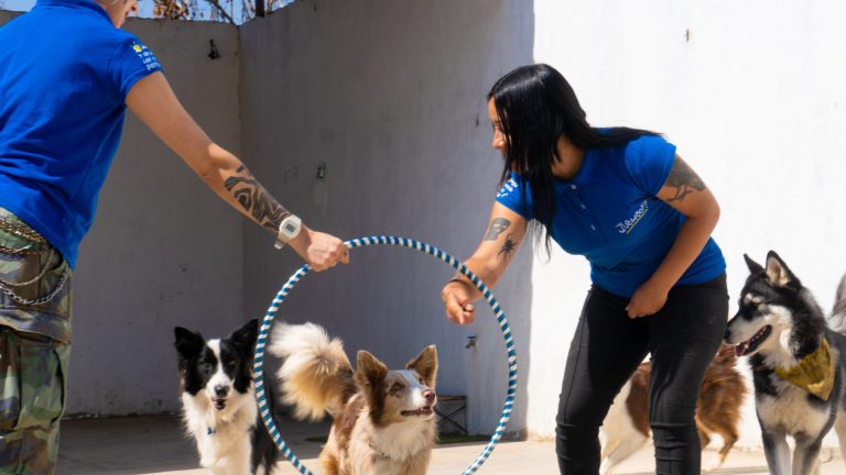 Entrenamiento canino en un hotel para perros en Guadalajara